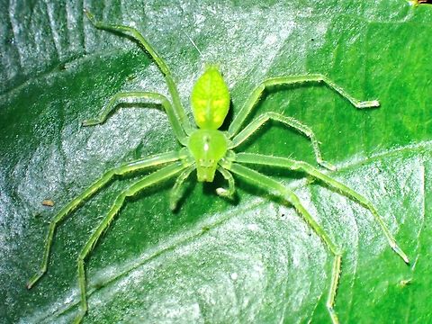 Huntsman Spider - Gnathopalystes aureolus  Gnathopalystes aureolus,Huntsman Spider,Spider,Taipei,Taiwan