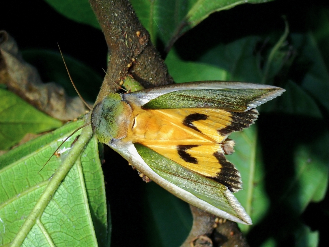 Green Fruit-Piercing Moth - Eudocima salaminia  Eudocima salaminia,Fruit-Piercing Moth,Green Fruit-Piercing Moth,Moth,Taipei,Taiwan