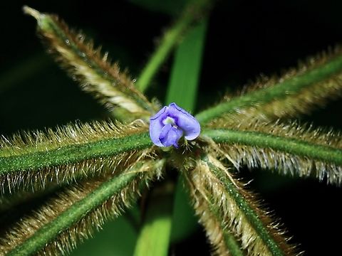 Flowers - Calopogonium mucunoides  Calopogonium mucunoides,Dumaran,Flower,Palawan,Philippines