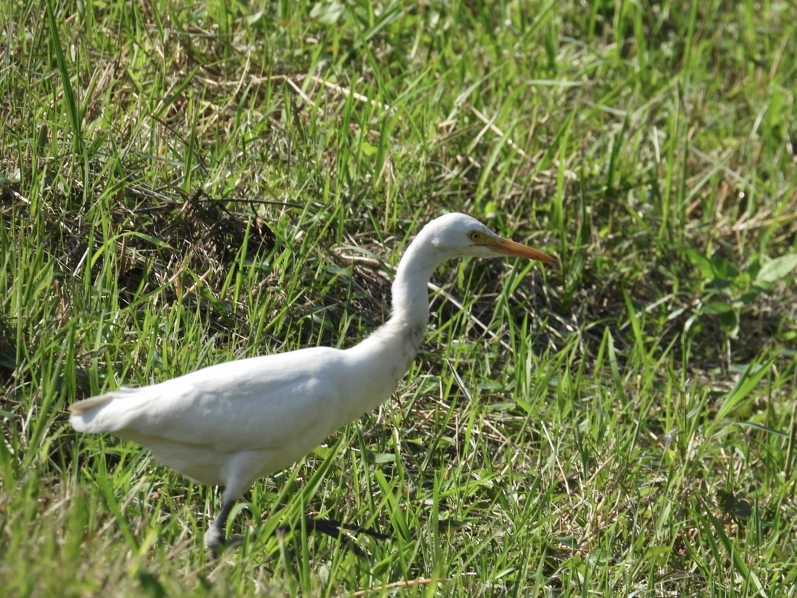 Medium Egret - Ardea intermedia  Ardea intermedia,Bird,Egret,Medium Egret,Taipei,Taiwan
