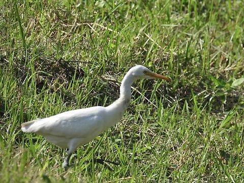 Medium Egret - Ardea intermedia  Ardea intermedia,Bird,Egret,Medium Egret,Taipei,Taiwan