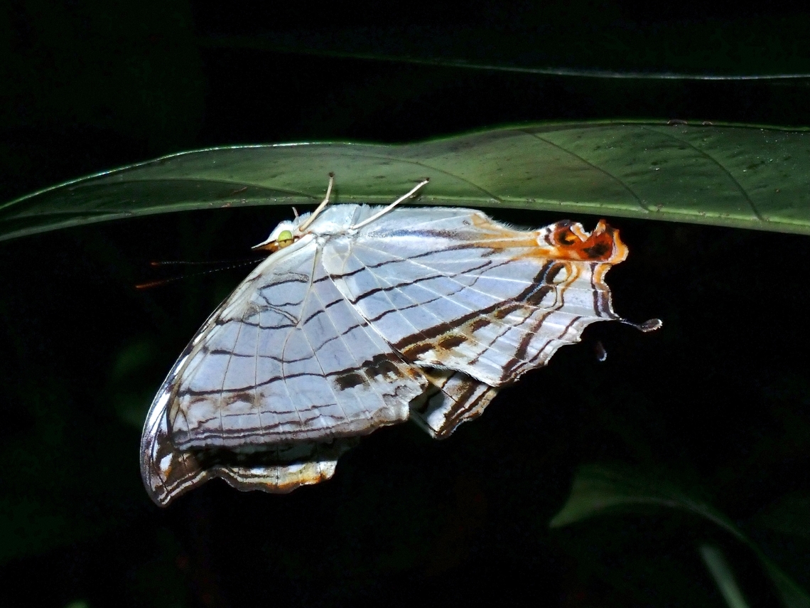 Common Mapwing - Cyrestis thyodamas X5 Butterfly,Common Mapwing,Cyrestis thyodamas,Mapwing,Taipei,Taiwan