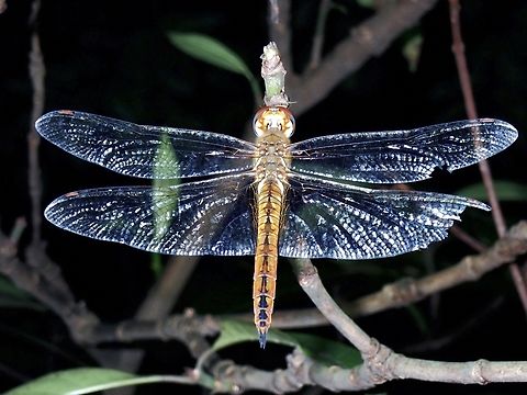 Wandering Glider - Pantala flavescens X4 Dragonfly,Pantala flavescens,Taipei,Taiwan,Wandering Glider
