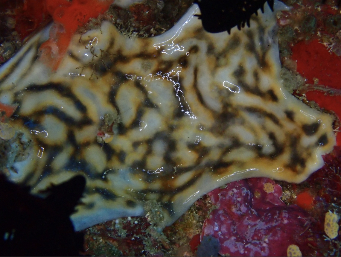 Overgrowing Tunicates - Leptoclinides madara  Anilao,Batangas,Leptoclinides madara,Overgrowing Tunicates,Philippines,Tunicates