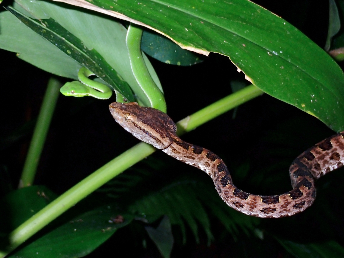 Yummy Dinner? Vipers do eats other smaller snakes, including of their own kind, so some can be cannibals. Brown-Spotted Pit Viper,Pit Viper,Protobothrops mucrosquamatus,Snake,Taipei,Taiwan,Viper