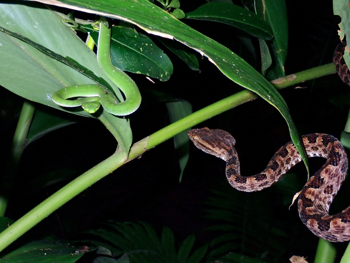 Choose 1! X3 Chinese Green Tree Viper,Green Tree Viper,Snake,Taipei,Taiwan,Tree Viper,Trimeresurus stejnegeri,Viper