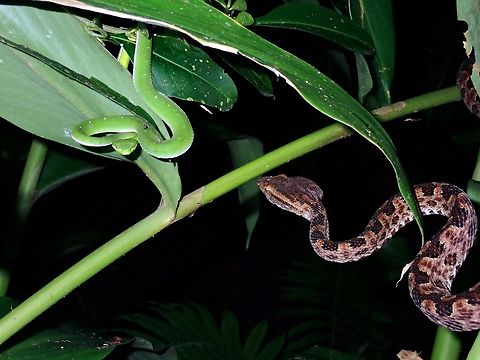 Choose 1! X3 Chinese Green Tree Viper,Green Tree Viper,Snake,Taipei,Taiwan,Tree Viper,Trimeresurus stejnegeri,Viper