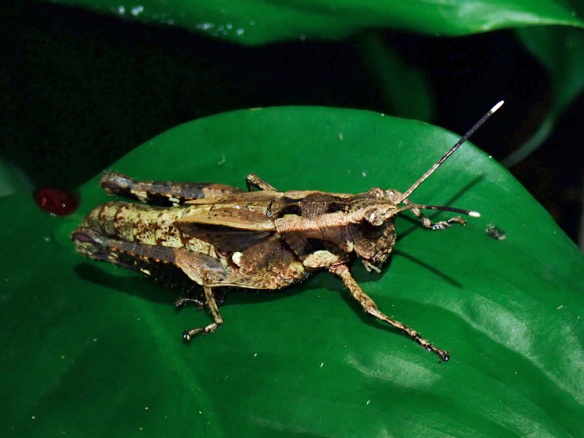 Grasshopper - Traulia ornata  Grasshopper,Taipei,Taiwan,Traulia ornata