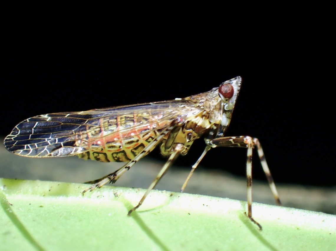 Planthopper - Orthopagus lunulifer  Hopper,Orthopagus lunulifer,Planthopper,Taipei,Taiwan
