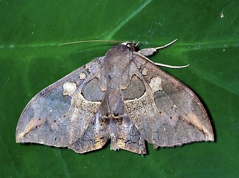 Moth - Ischyja ferrifracta Ischyja ferrifracta,Moth,Taipei,Taiwan