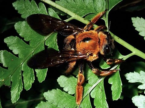 Red-Headed Carpenter - Xylocopa ruficeps  Bee,Carpenter Bee,Red-Headed Carpenter,Red-headed Carpenter,Taipei,Taiwan,Xylocopa ruficeps
