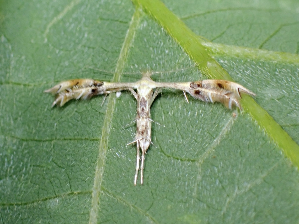 Starfruit Plume Moth - Diacrotricha fasciola  Diacrotricha fasciola,Moth,Plume Moth,Starfruit Plume Moth,Taipei,Taiwan