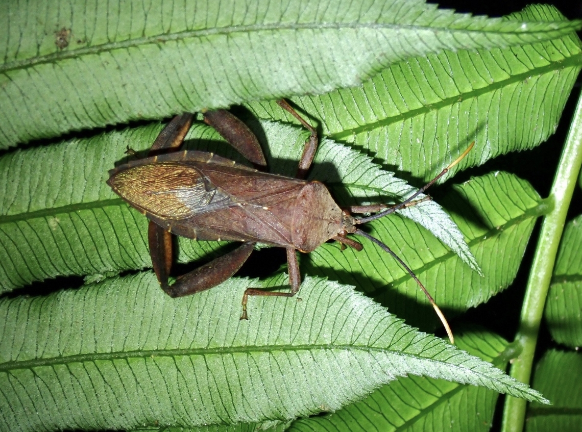 Leaf-Footed Bug - Pseudomictis obtusispinus  Leaf-Footed Bug,Pseudomictis obtusispinus,Taipei,Taiwan