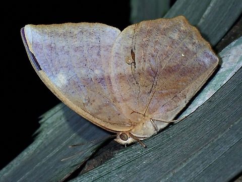 Common Duffer - Discophora sondaica  Common Duffer,Discophora sondaica,Taipei,Taiwan