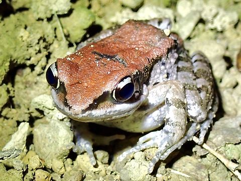 Touche!  Frog,Hylarana latouchii,Latouche's Frog,Taipei,Taiwan