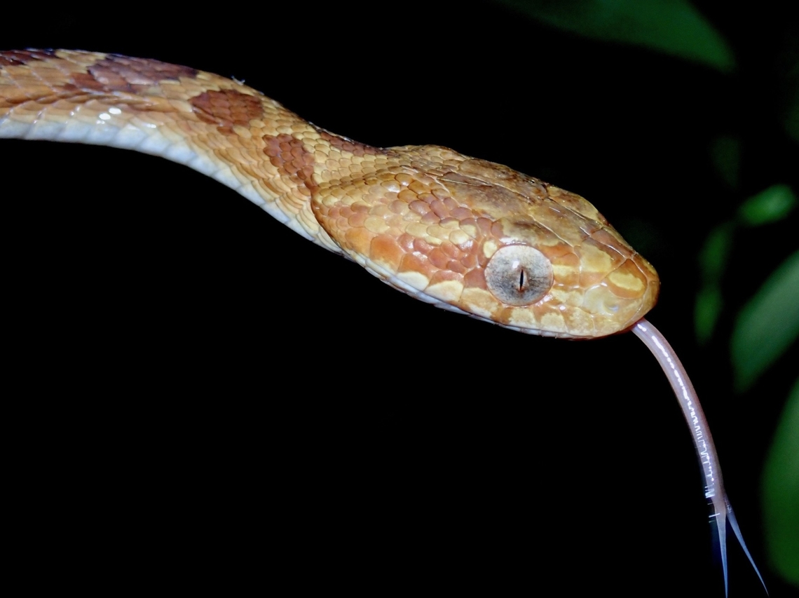 Kelung Cat Snake - Boiga kraepelini  Boiga kraepelini,Cat Snake,Kelung Cat Snake,Snake,Taipei,Taiwan