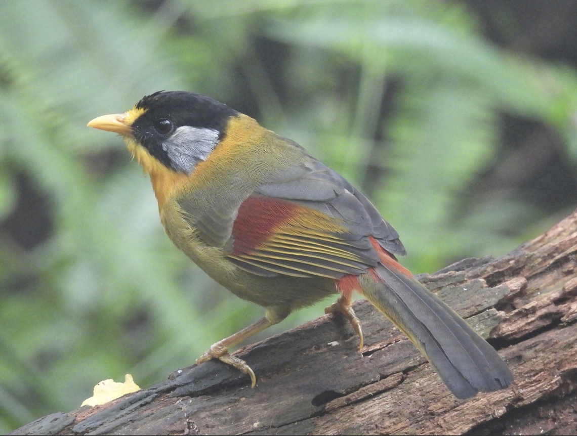 Iconic The must see bird if birding in Fraser&#039;s Hill. Bird,Leiothrix argentauris,Malaysia,Pahang,Silver-Eared Mesia