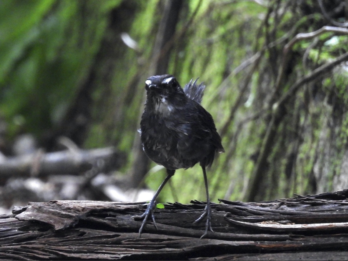 Lesser Shortwing - Brachypteryx leucophris  Bird,Brachypteryx leucophris,Lesser Shortwing,Malaysia,Pahang