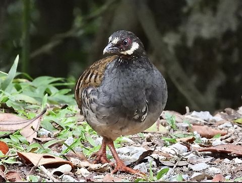 Malaysian Partridge - Arborophila campbelli  Arborophila campbelli,Bird,Malayan Partridge,Malaysia,Pahang,Partridge