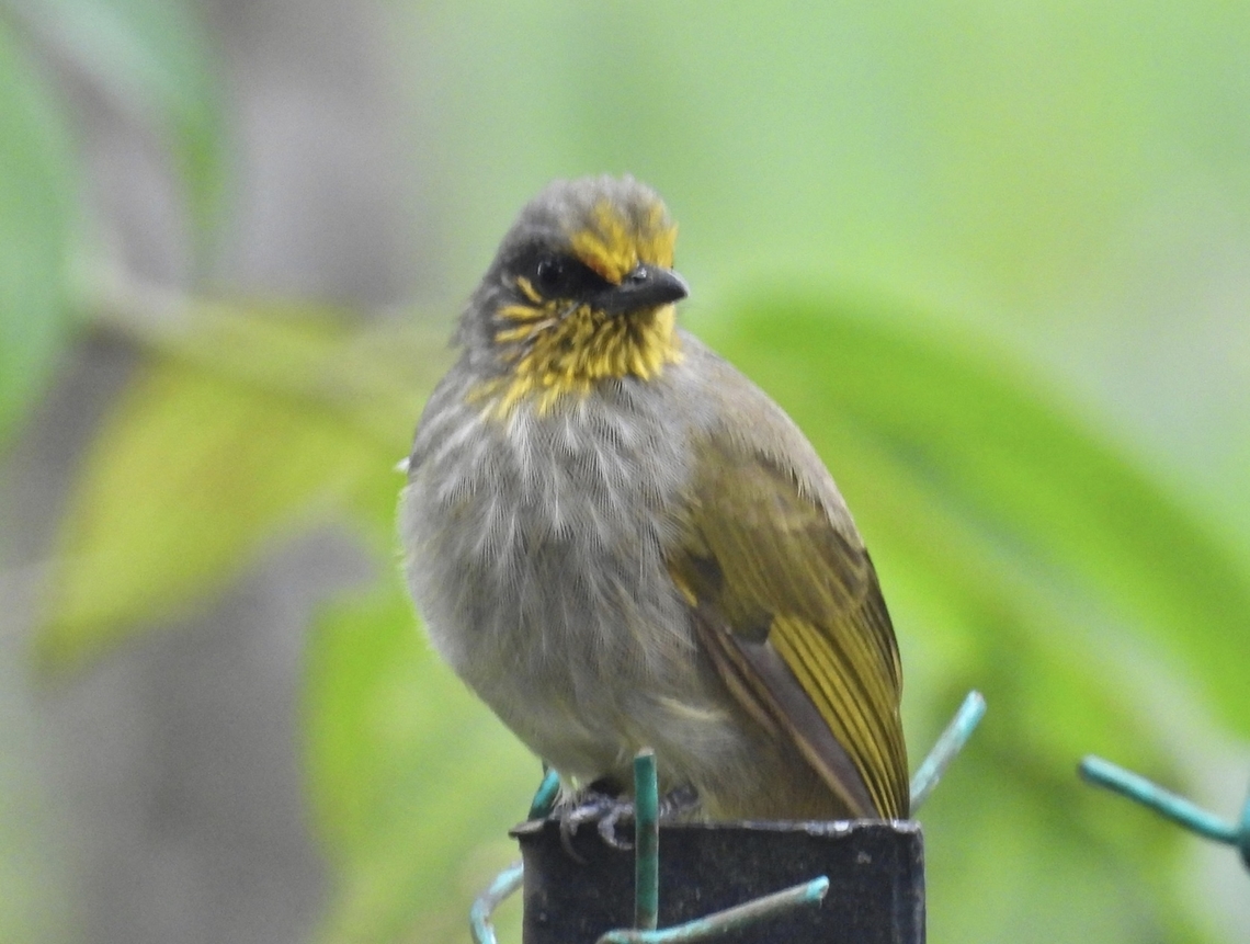 Stripe-Throated Bulbul - Pycnonotus finlaysoni  Bird,Bulbul,Malaysia,Pahang,Pycnonotus finlaysoni,Stripe-Throated Bulbul