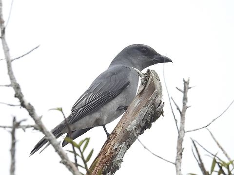 Large Cuckooshrike - Coracina macei  Bird,Coracina macei,Cuckooshrike,Large Cuckooshrike,Malaysia,Pahang,Shrike