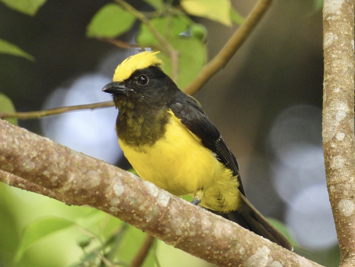 Sultan Tit - Melanochlora sultanea  Bird,Malaysia,Melanochlora sultanea,Pahang,Sultan Tit,Tit