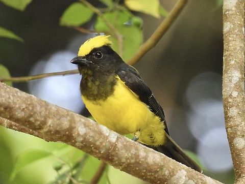 Sultan Tit - Melanochlora sultanea  Bird,Malaysia,Melanochlora sultanea,Pahang,Sultan Tit,Tit