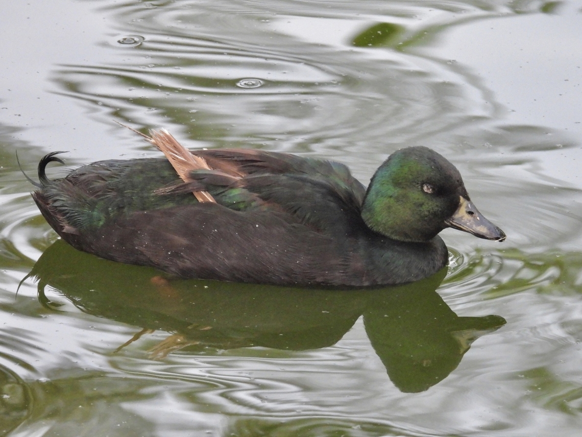Domestic Mallard - Anas platyrhynchos domesticus  Anas platyrhynchos,Anas platyrhynchos domesticus,Malaysia,Mallard,Pahang