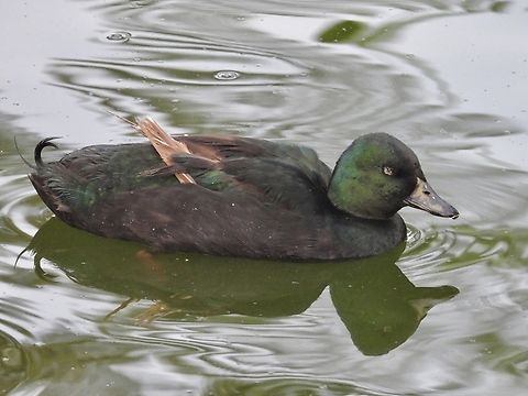 Domestic Mallard - Anas platyrhynchos domesticus  Anas platyrhynchos,Anas platyrhynchos domesticus,Malaysia,Mallard,Pahang