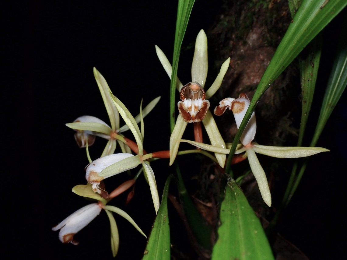 Palawan Orchid - Coelogyne palawanensis  Coelogyne palawanensis,Flower,Orchid,Palawan,Palawan Coelogyn,Philippines