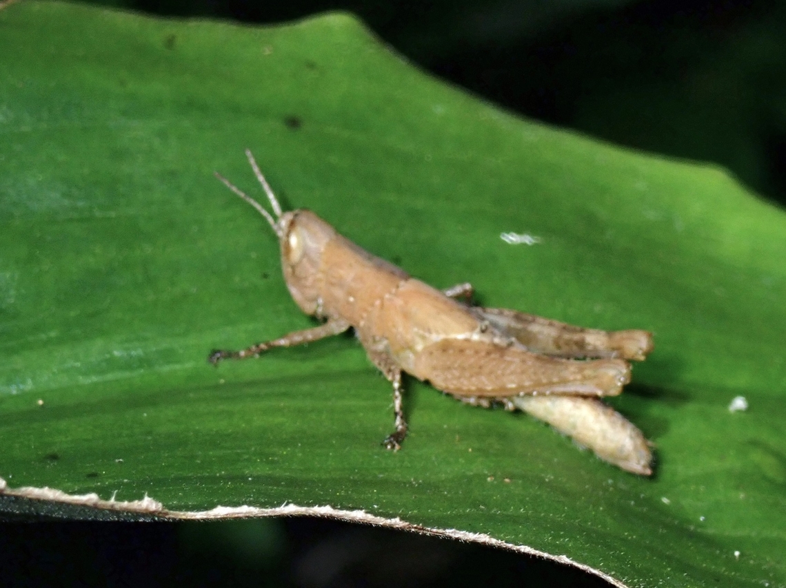 Short-Winged Rice Grasshopper - Pseudoxya diminuta  Grasshopper,Pseudoxya diminuta,Short-Winged Rice Grasshopper,Taipei,Taiwan