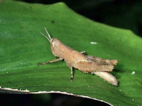 Short-Winged Rice Grasshopper - Pseudoxya diminuta  Grasshopper,Pseudoxya diminuta,Short-Winged Rice Grasshopper,Taipei,Taiwan