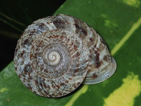 Land Snail - Obba listeri  Land Snail,Maddela,Obba listeri,Philippines,Quirino,Snail