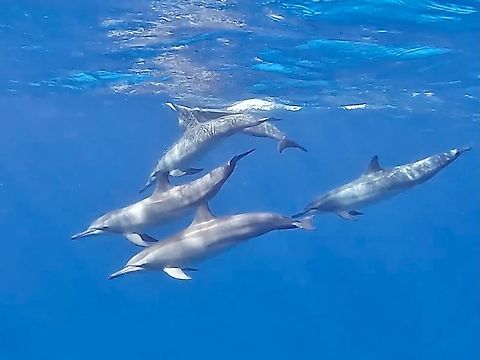 Spinner Dolphins - Stenella longirostris  Dolphins,Maldives,Spinner Dolphin,Stenella longirostris