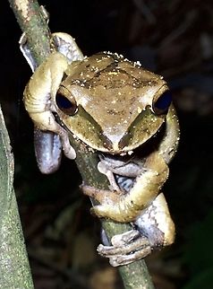 Brown Tree Frog - Polypedates megacephalus  Brown Tree Frog,Frog,Polypedates megacephalus,Taipei,Taiwan,Tree Frog