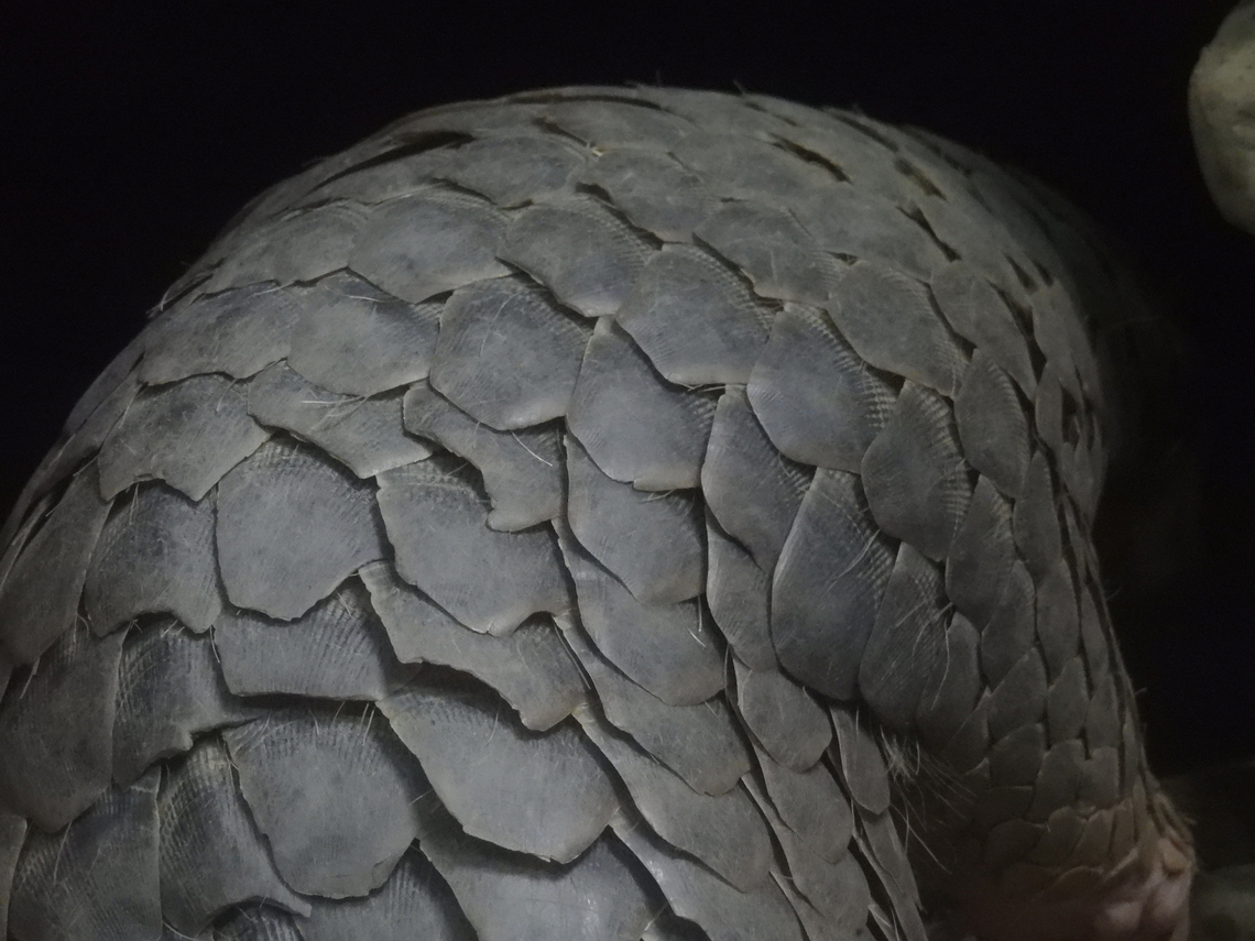 Scales Family of Manidae (Pangolins) - most trafficked mammals in the world!<br />
<br />
X3 Chinese Pangolin,Manis pentadactyla,Pangolin,Taipei,Taiwan