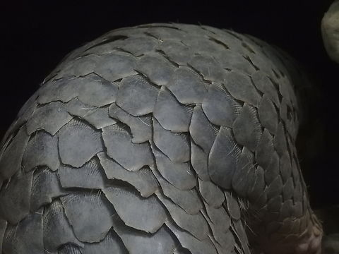 Scales Family of Manidae (Pangolins) - most trafficked mammals in the world!

X3 Chinese Pangolin,Manis pentadactyla,Pangolin,Taipei,Taiwan