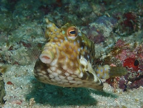 Thornback Cowfish - Lactoria fornasini  Cowfish,Fish,Lactoria fornasini,Mabul,Malaysia,Sabah,Thornback Cowfish