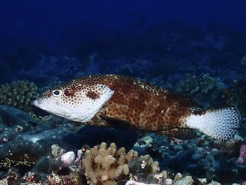 Greasy Grouper - Epinephelus tauvina  Epinephelus tauvina,Fish,French Polynesia,Greasy Grouper,Grouper,Rangiroa