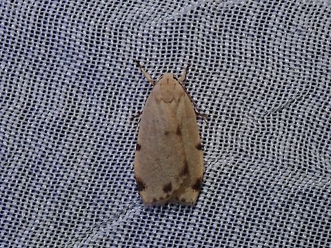 Lichen Moth - Teulisna impara  Lichen Moth,Moth,Palawan,Philippines,Teulisna impara