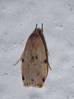 Lichen Moth - Teulisna impara  Lichen Moth,Malaysia,Moth,Pahang,Teulisna impara