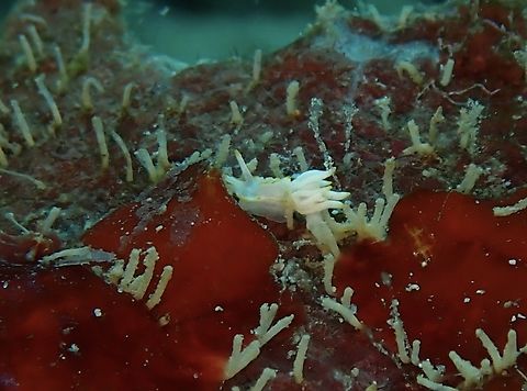 Nudibranch - Goniodoridella geminae  Anilao,Batangas,Goniodoridella geminae,Nudibranch,Philippines