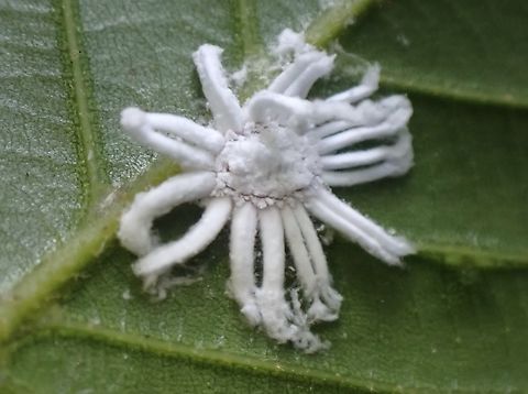 Breadfruit Mealybug - Icerya aegyptiaca  Breadfruit Mealybug,Icerya aegyptiaca,Malaysia,Penang,Scale Insect
