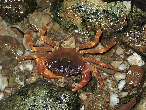 Freshwater Crab - Isolapotamon anomalum  Crab,Freshwater Crab,Isolapotamon anomalum,Malaysia,Sabah