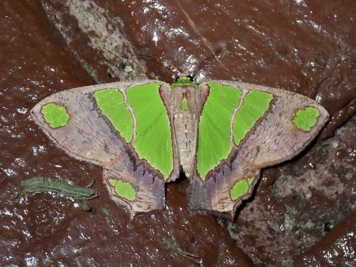 Emerald Moth - Agathia largita  Agathia largita,Emerald Moth,Malaysia,Moth,Sabah