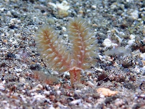 Horseshoe Worm - Phoronopsis californica 17 July 2017 Anilao,Batangas,Horseshoe Worm,Philippines,Phoronopsis californica,Worm
