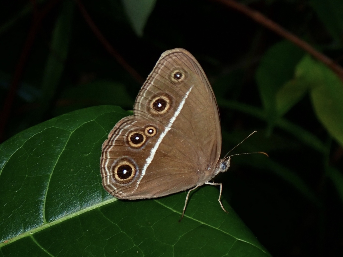Smooth-Eyed Bushbrown - Orsotriaena medus  Bushbrown,Butterfly,Orsotriaena medus,Palawan,Philippines,Smooth-Eyed Bushbrown