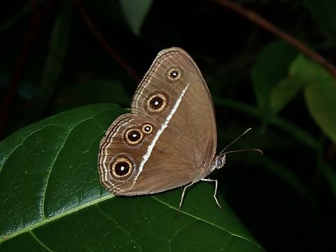 Smooth-Eyed Bushbrown - Orsotriaena medus  Bushbrown,Butterfly,Orsotriaena medus,Palawan,Philippines,Smooth-Eyed Bushbrown