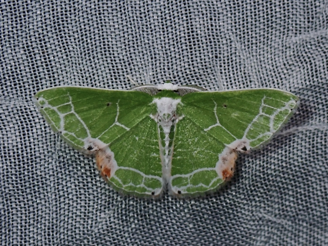 Emerald Moth - Protuliocnemis biplagiata  Emerald Moth,Moth,Palawan,Philippines,Protuliocnemis biplagiata