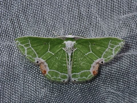 Emerald Moth - Protuliocnemis biplagiata  Emerald Moth,Moth,Palawan,Philippines,Protuliocnemis biplagiata